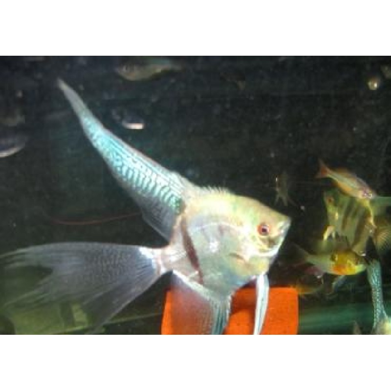 Blue Veil Angelfish "Pterophyllum Scalare"