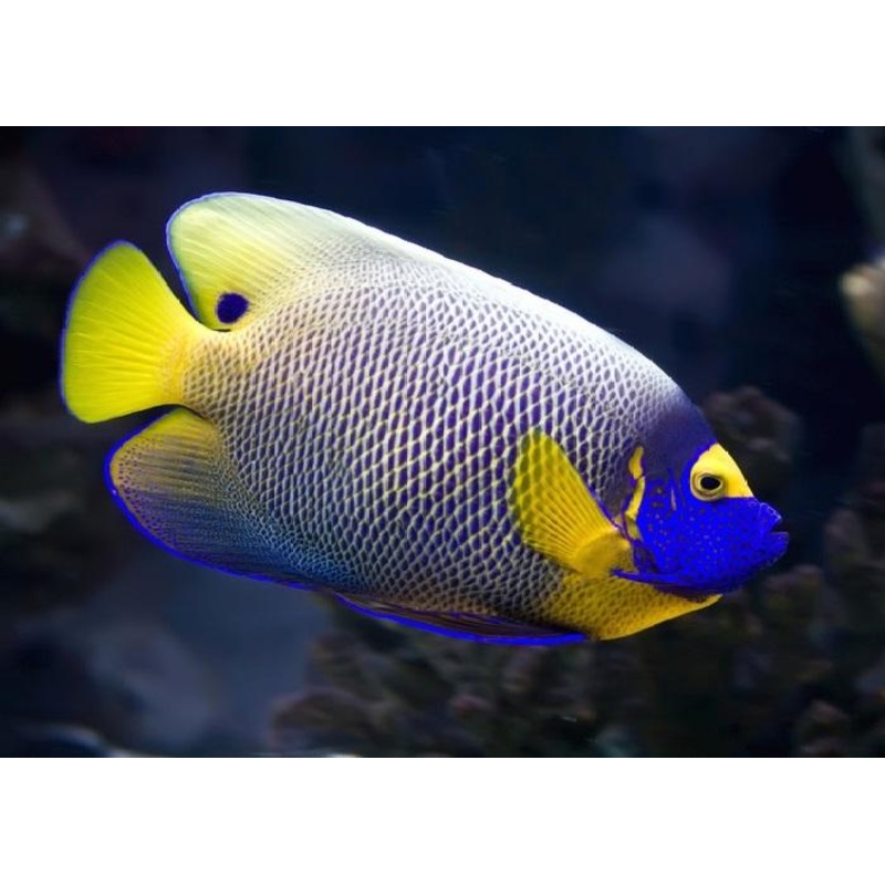 Blueface Angelfish "Pomacanthus xanthometopon"