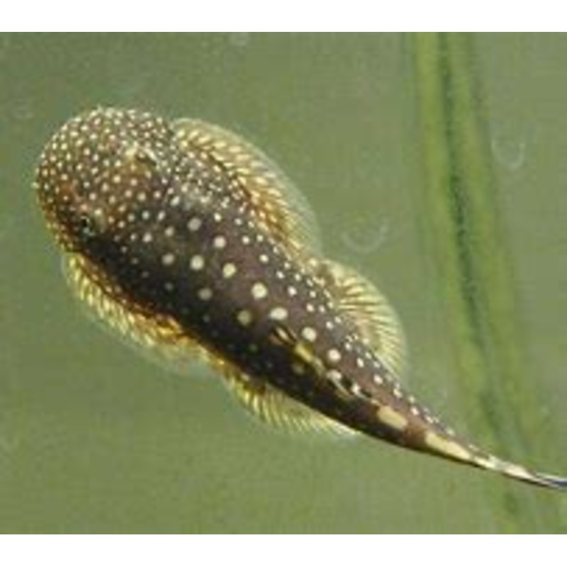 Borneo Sucker