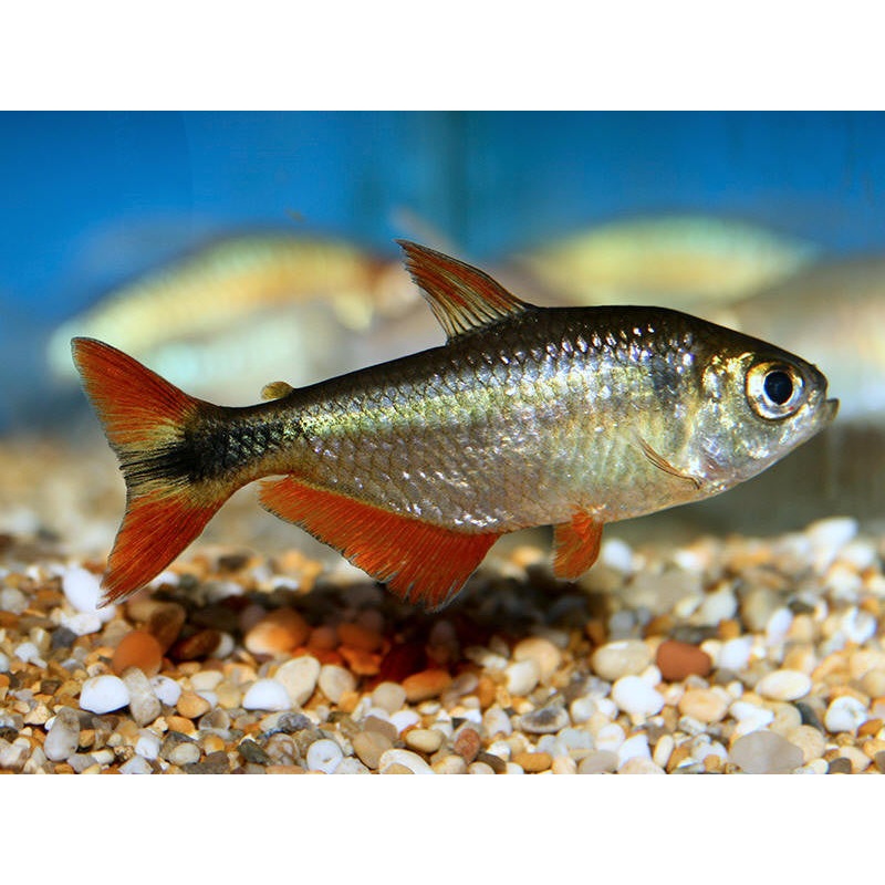 Buenos Aires Tetra - "Hyphessobrycon anisitsi"