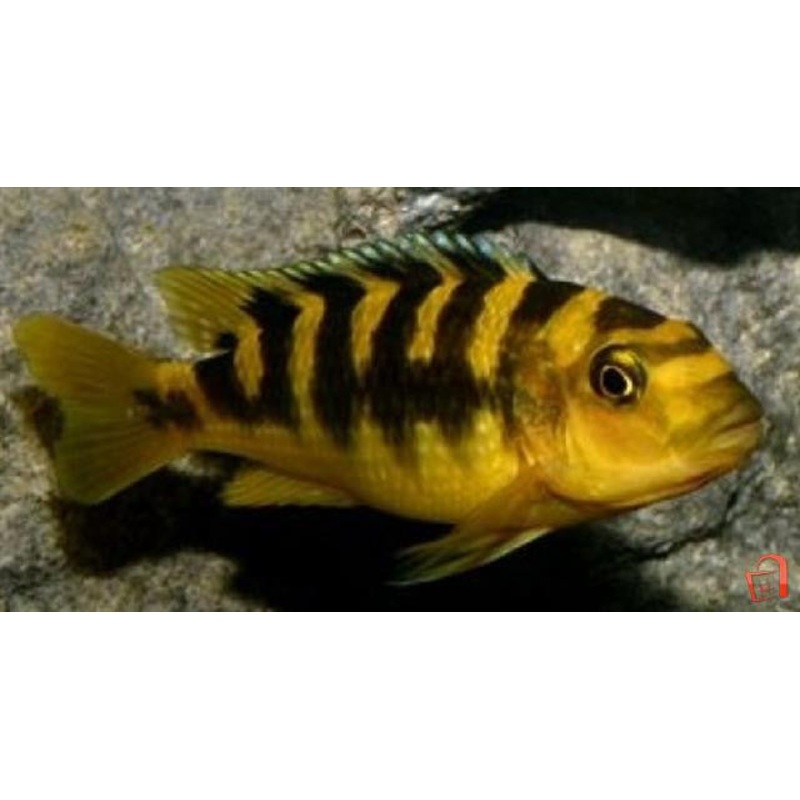 Bumblebee African Cichlid - "Pseudotropheus crabro"