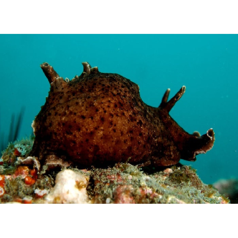 California Sea Hare "Aplysia californica"