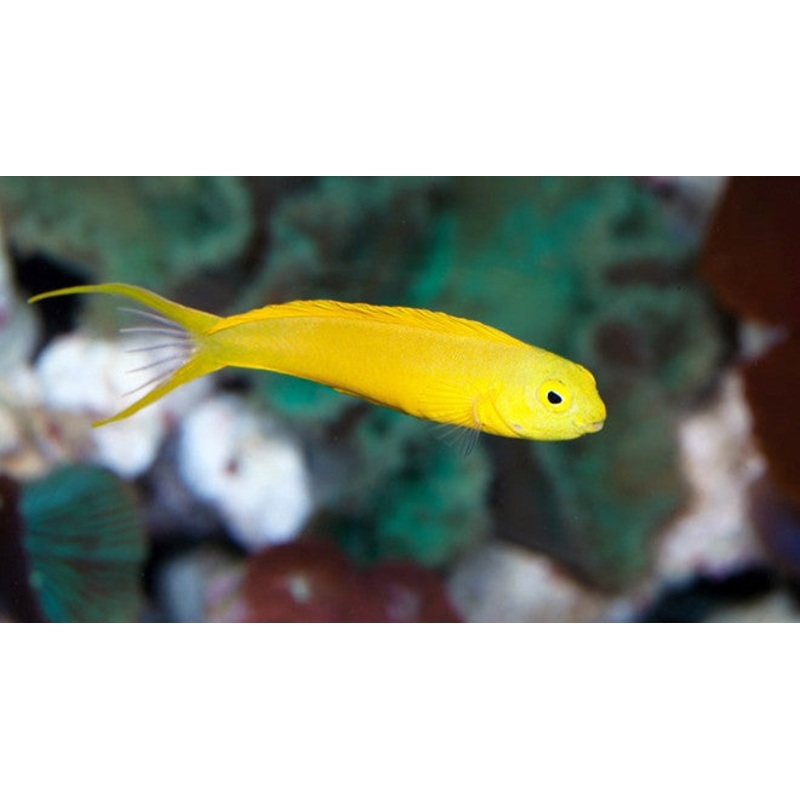 Canary Blenny "Meiacanthus oualanensis"