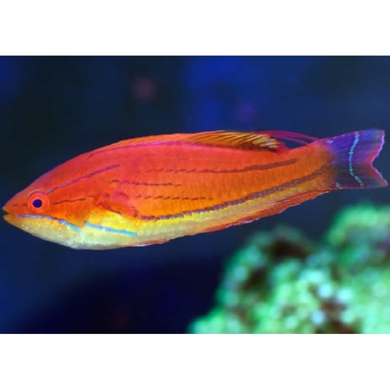 Carpenter's Flasher Wrasse "Paracheilinus carpenteri"
