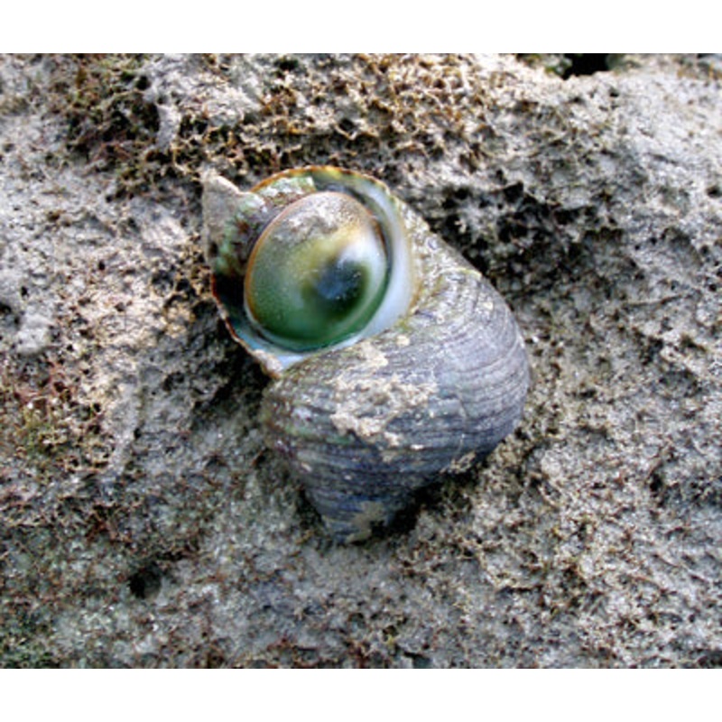 Cat's Eye Snail