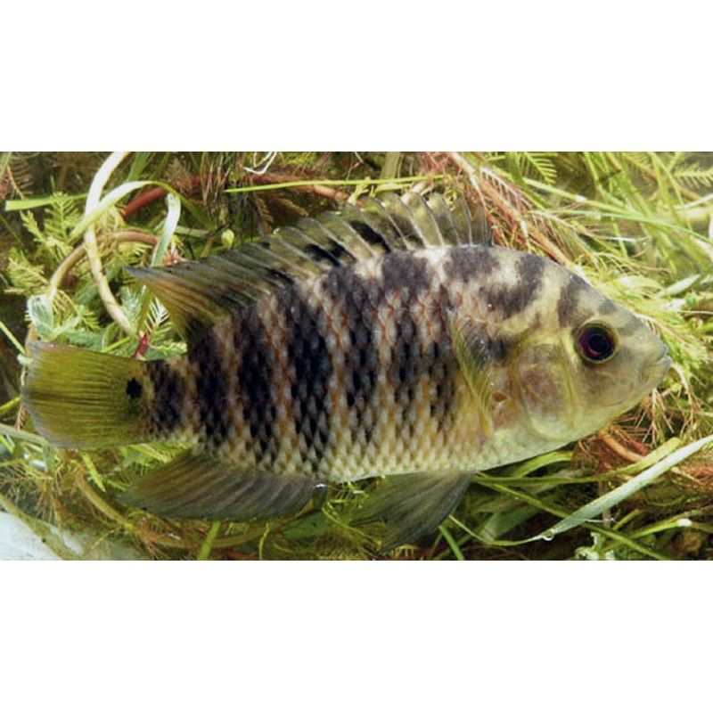 Chameleon Cichlid "Australoheros facetus"