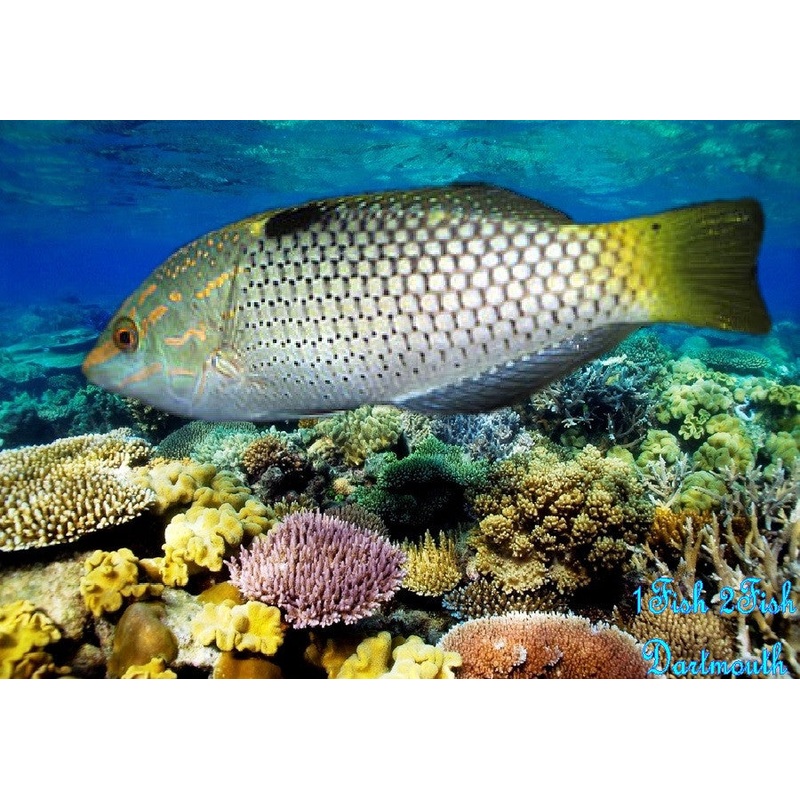 Checkerboard Wrasse "Halichoeres hortulanus"