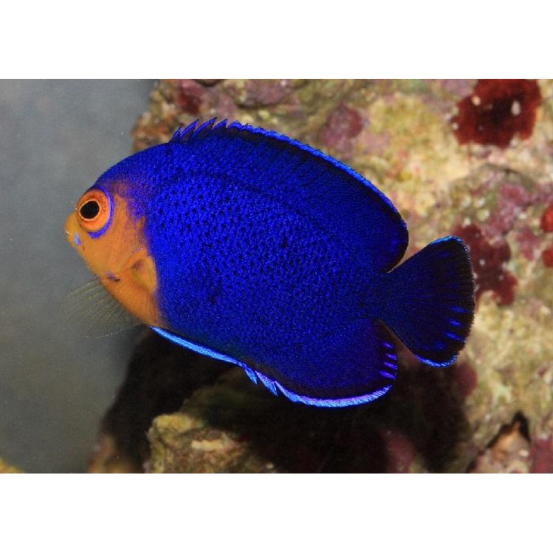 Cherub Pygmy Angelfish "Centropyge Argi"