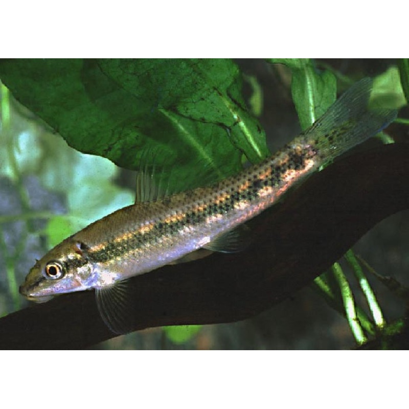 Chinese Algae Eater "Gyrinocheilos aymonieri"