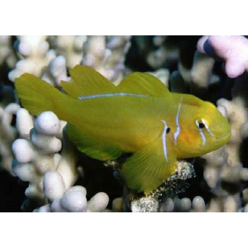 Citron Goby "Gobiodon citrinus"