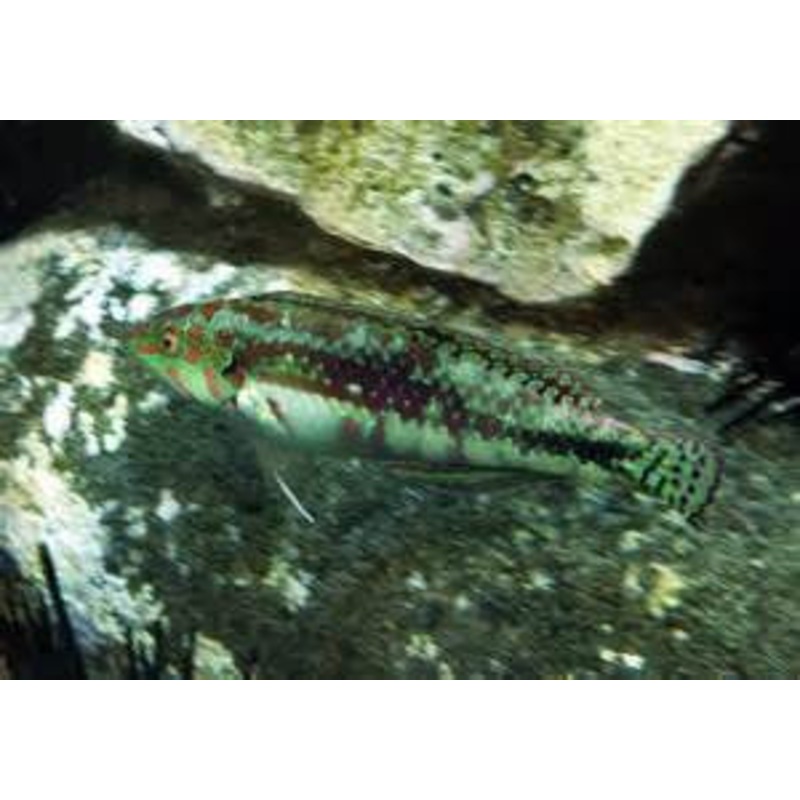 Cloud Wrasse "Halichoeres nebulosus"