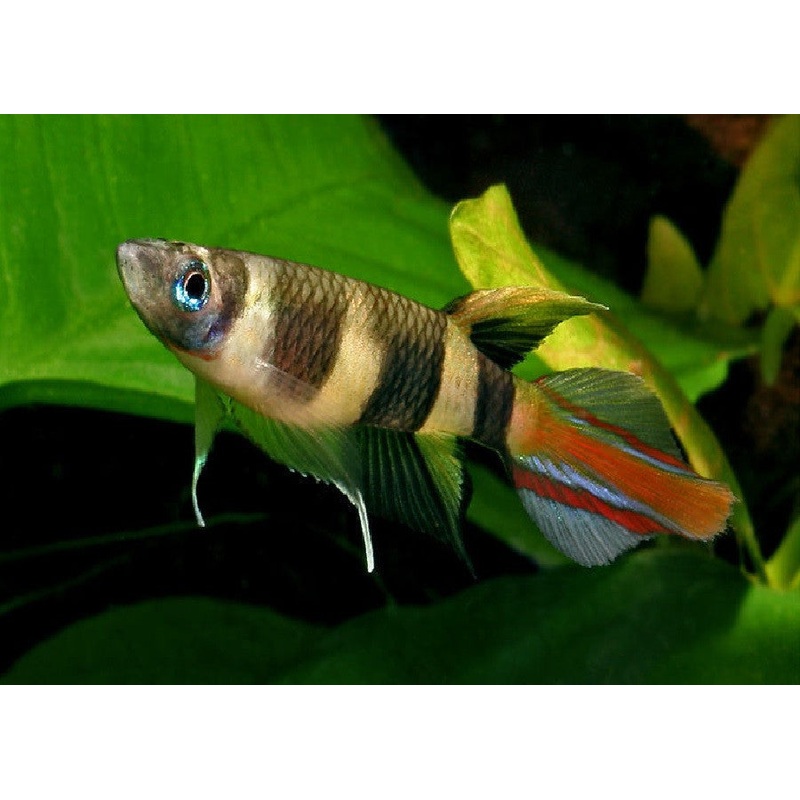 Clown Killifish "Aplocheilus annulatus"