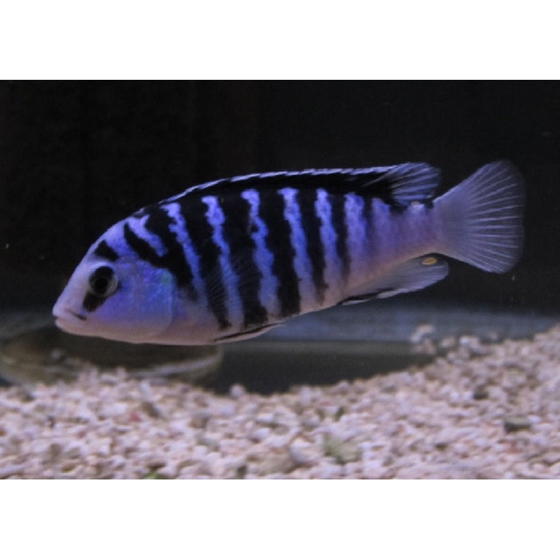 Clown Lab Cichlid "Labidochromis chisumulae"
