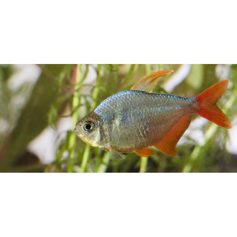 Columbian Redfin Tetra "Hyphessobrycon Columbianus"