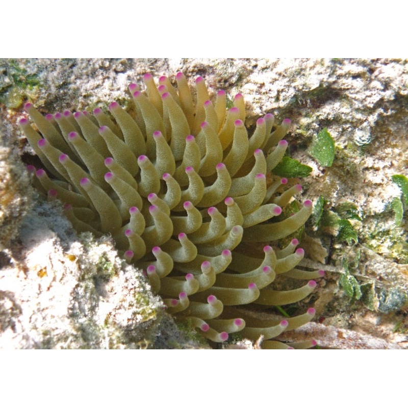 Condy Anemone "Condylactis gigantea"
