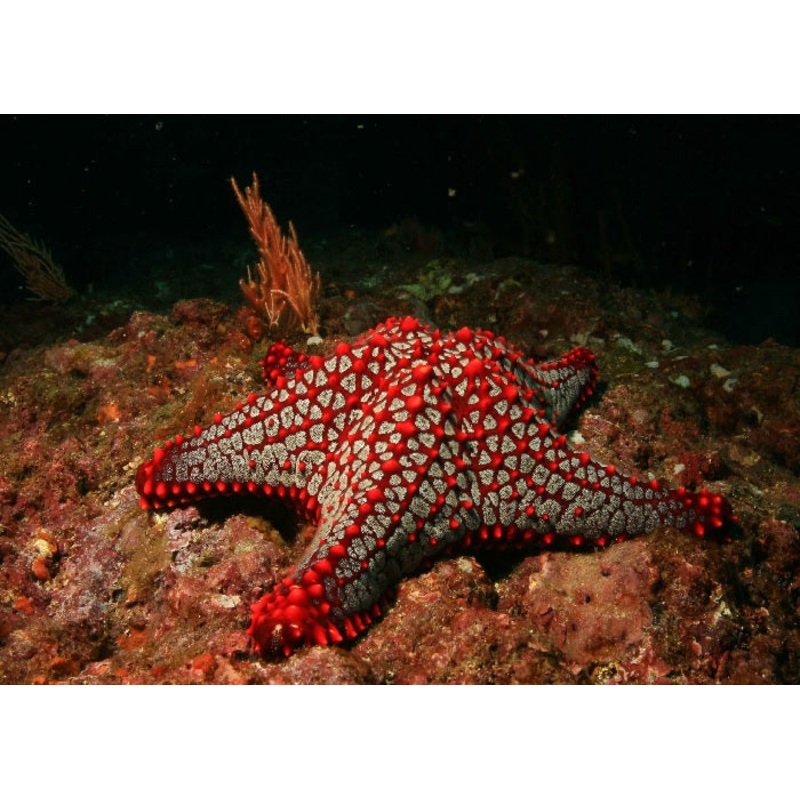 Cortez Starfish "Pentaceraster cumingi"- XL
