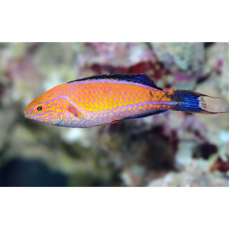 Crescent Tail Fairy Wrasse "Cirrhilabrus lunatus"