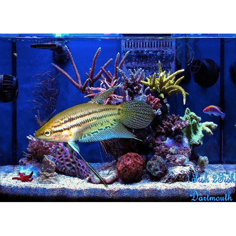 Croaking Gourami "Trichopsis vittata"