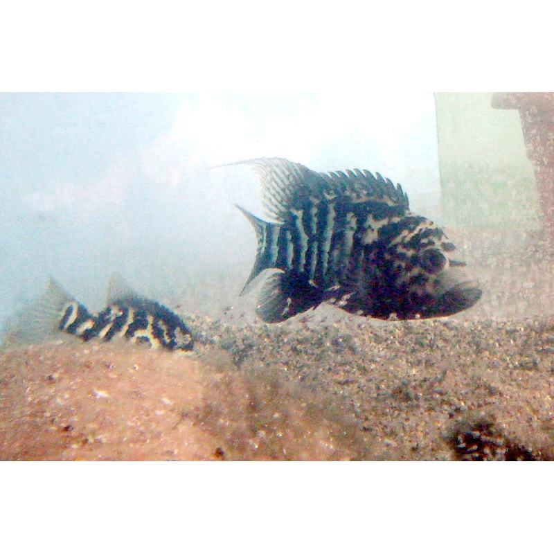 Cuban Cichlid