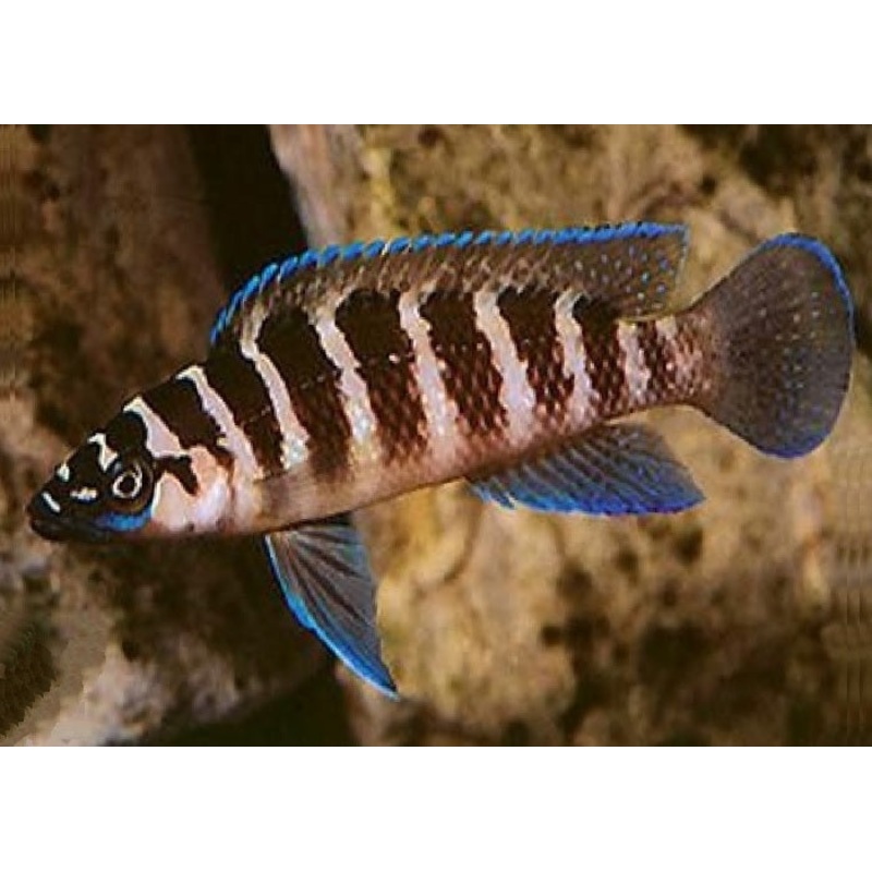 Cylinder Cichlid "Neolamprologus cylindricus"
