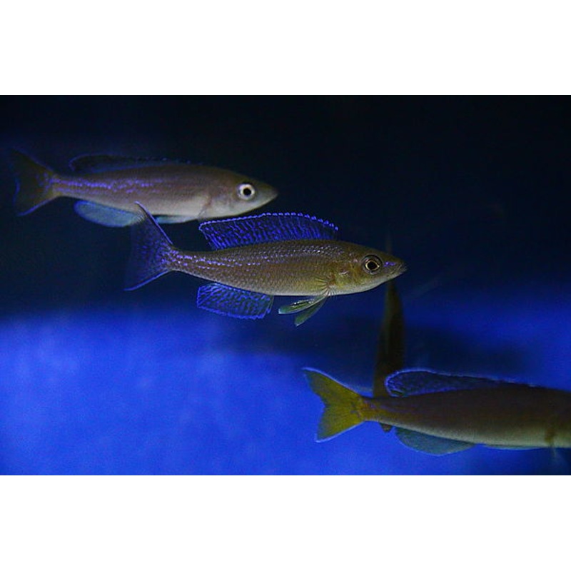 Cyprichromis Microlepidotus 'Kigoma'