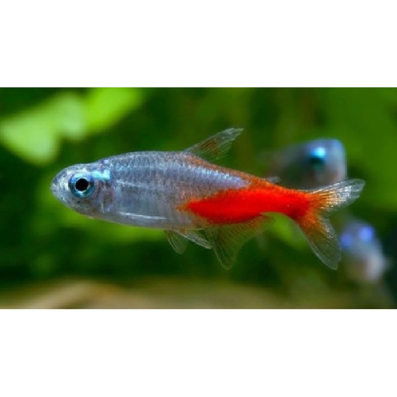 Diamond Head Neon Tetra "Paracheirodon innesi"