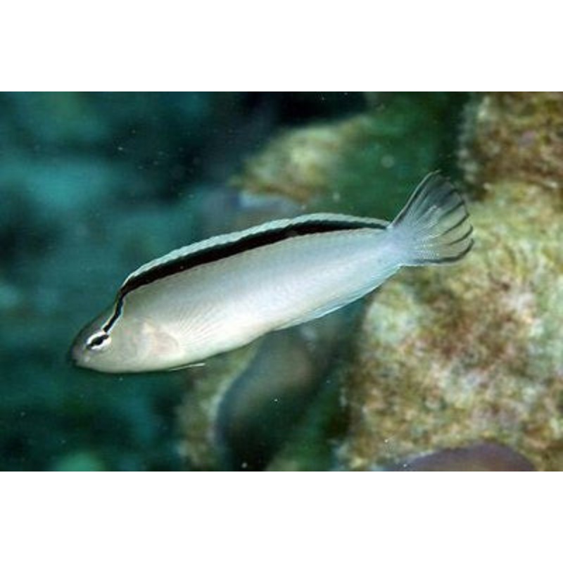 Disco Smiths Fang Blenny "Meiacanthus smithii"