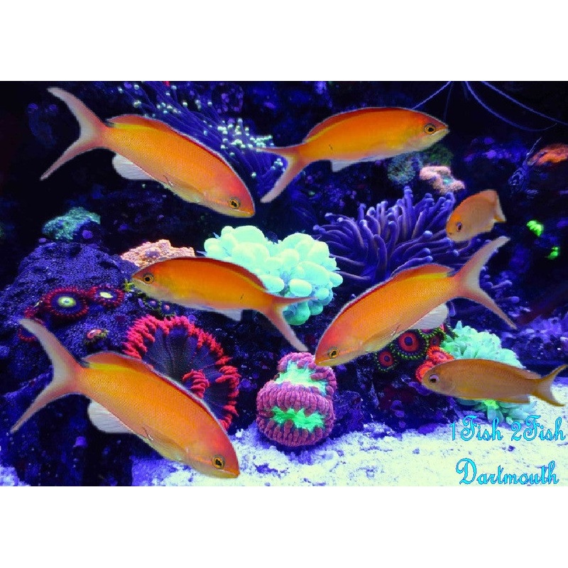 Dispar Anthias "Madder Seaperch"  "Pseudanthias dispar"