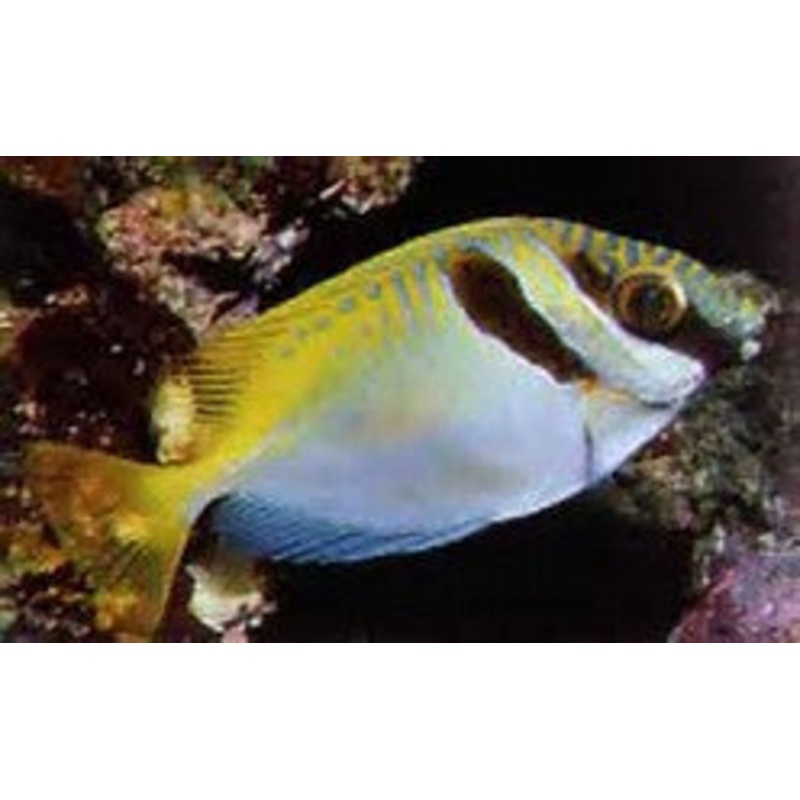 Double Bar Rabbitfish "Siganus virgatus"