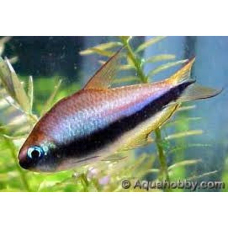 Emperor Tetra "Nematobrycon palmeri"