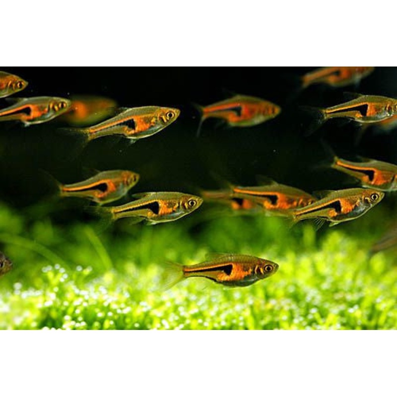 Espe's Rasbora "Trigonostigma espei"