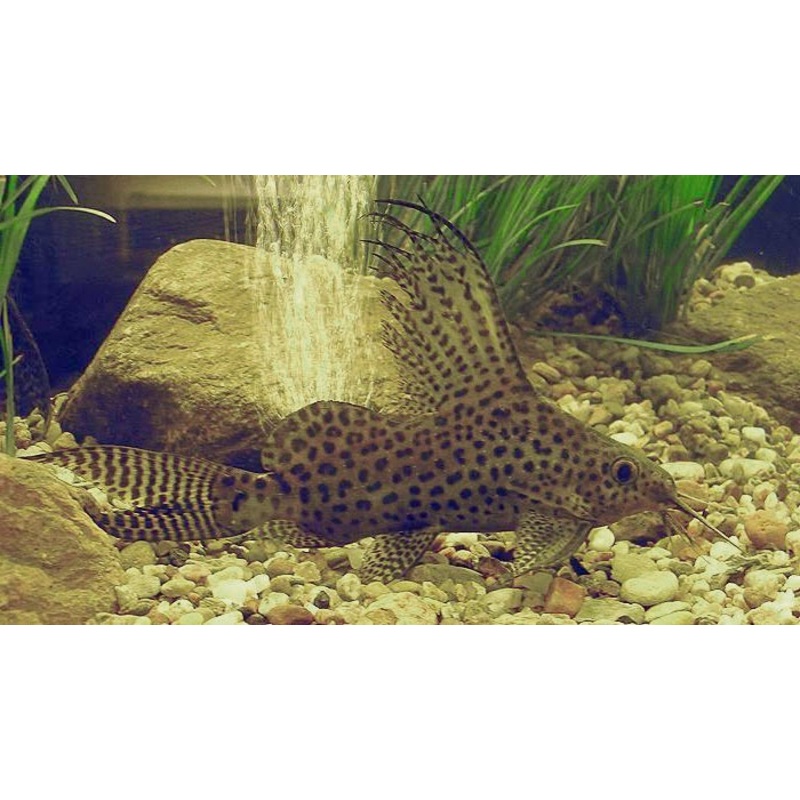 Featherfin Squeaker Catfish "Synodontis Eupterus"