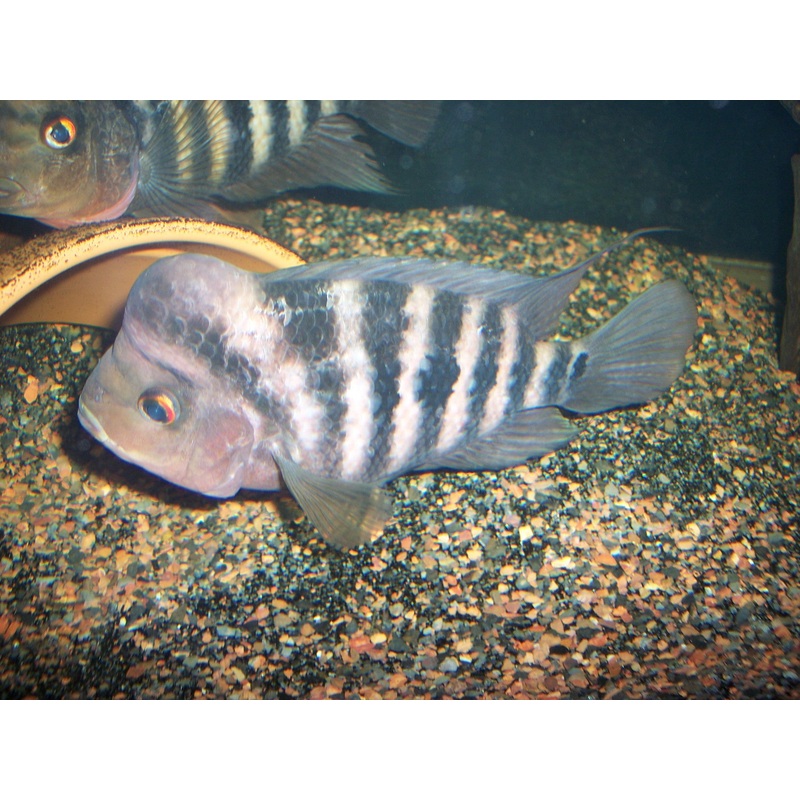 FH Red Isletas "Amphilophus sp."