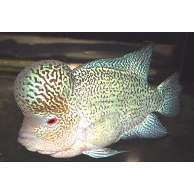 FH White Tiger - "Cichlasoma sp."- 3''