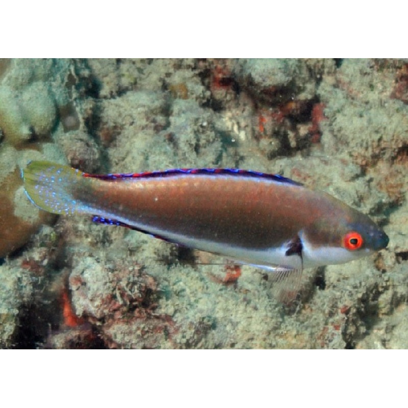 Fine Spotted Fairy Wrasse "Cirrhilabrus punctatus"