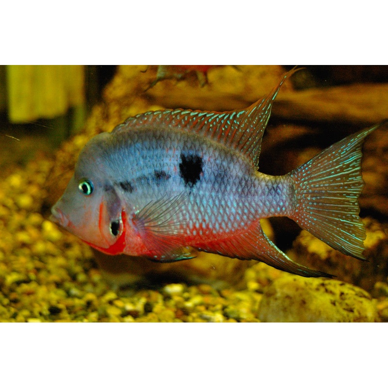 Firemouth Cichlid "Thorichthys meeki"