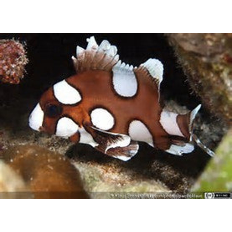 Harliquin Sweetlips