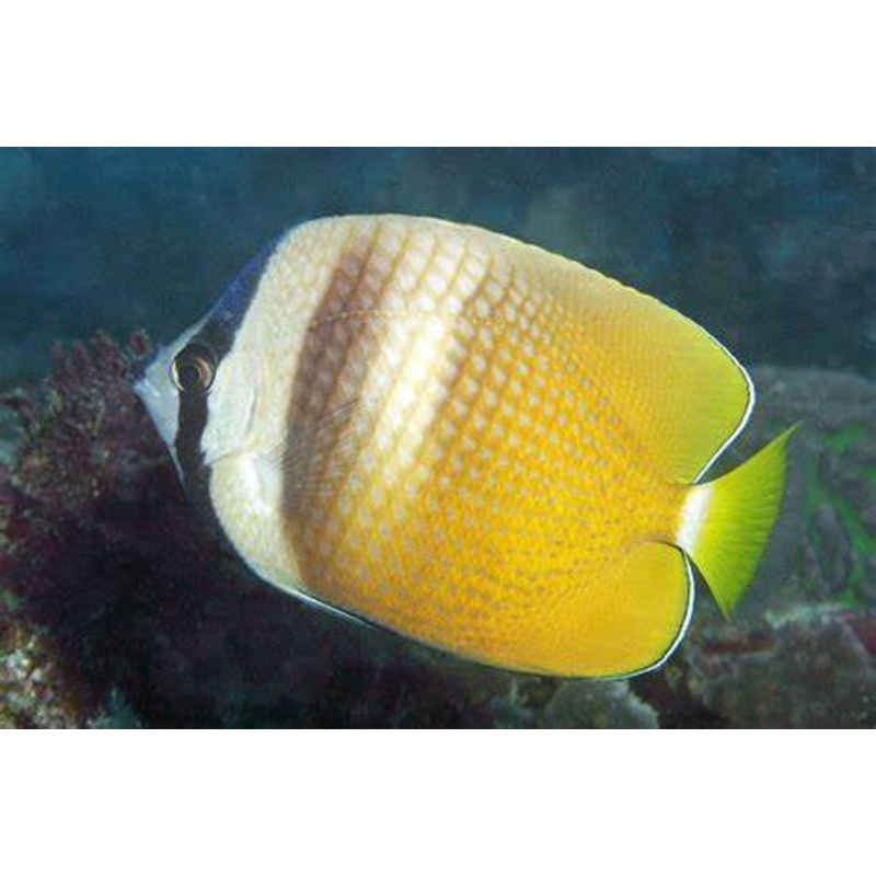 Klein's Butterflyfish