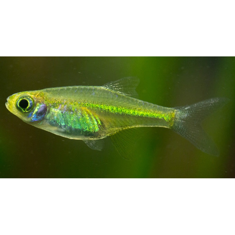 Kubota's Microrasbora