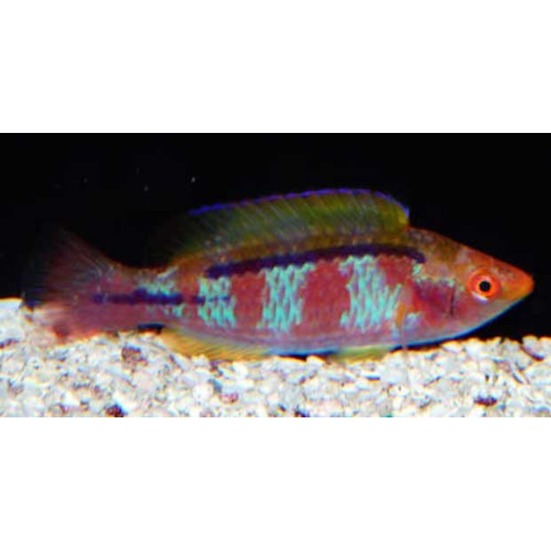 Lubbock's Fairy Wrasse "Cirrhilabrus lubbocki" (Purple)