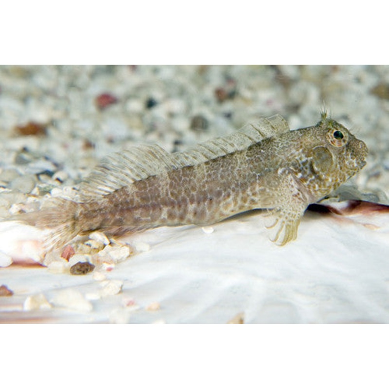 Molly Miller Blenny "Scartella cristata"