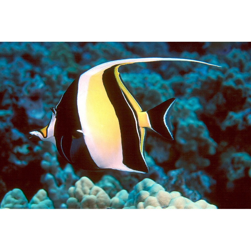 Moorish Idol "Zanclus cornutus"- Med