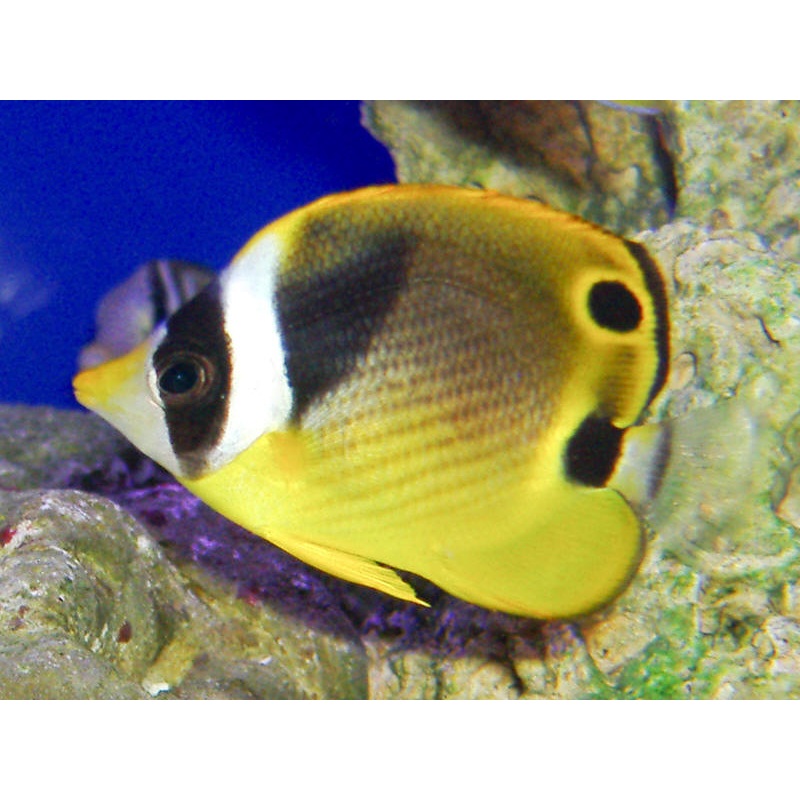 Raccoon Butterfly