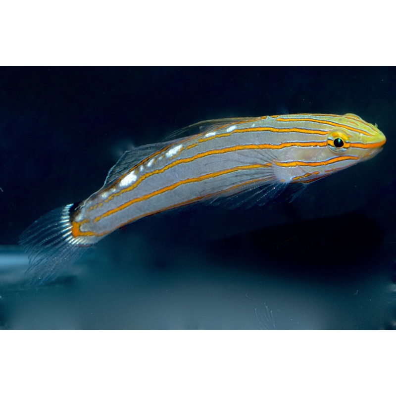 Rainford'S Goby