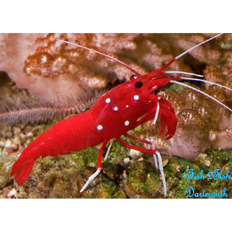 Red Fire Shrimp  "Lysmata Debelius"