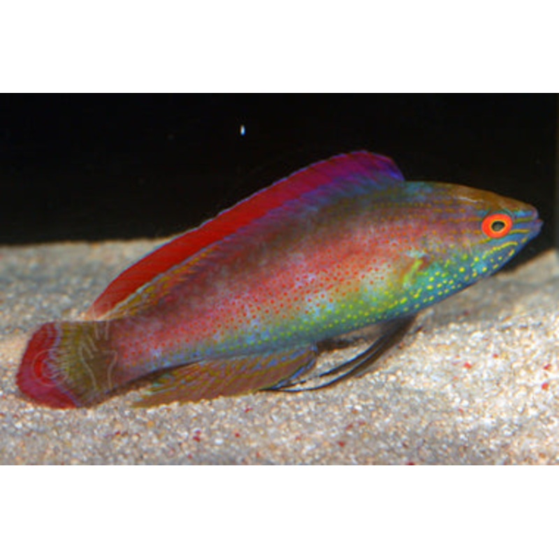 Red Margin Fairy Wrasse