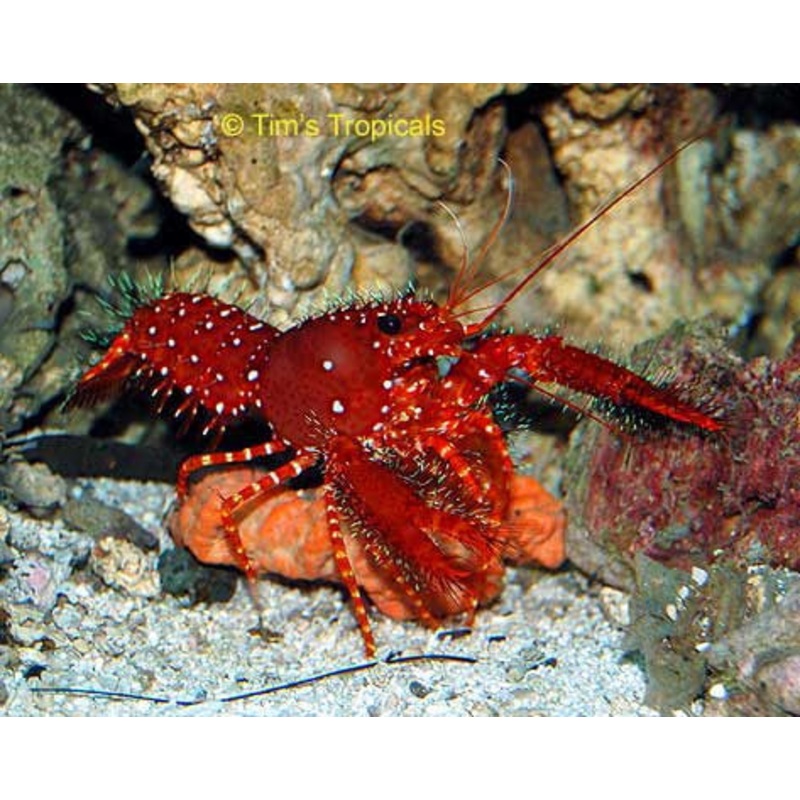 Reef Lobsters