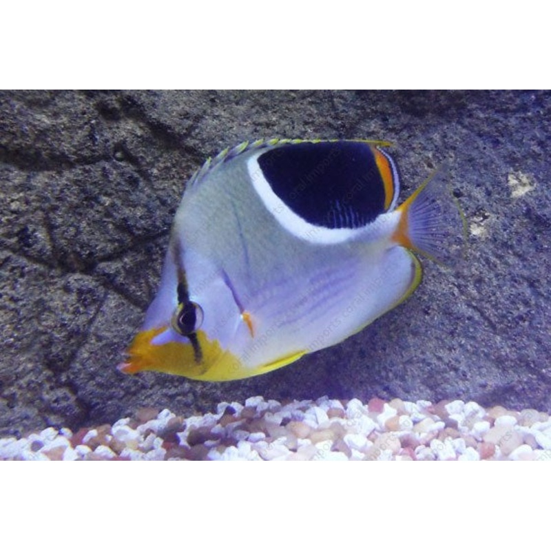 Saddleback Butterflyfish