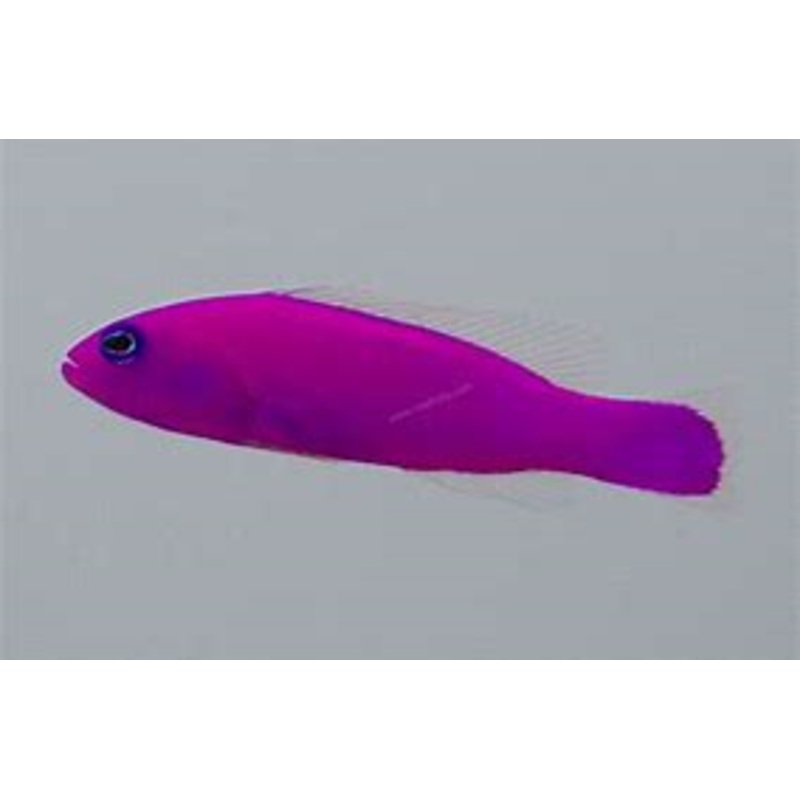 Strawberry Dottyback