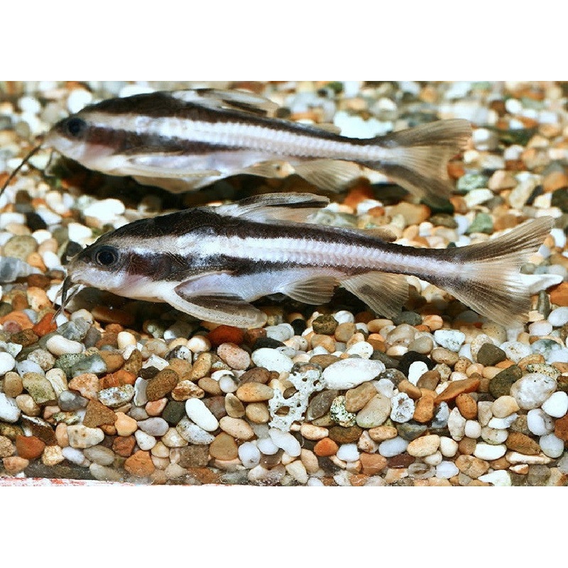 Striped Raphael Catfish "Platydoras costatus"